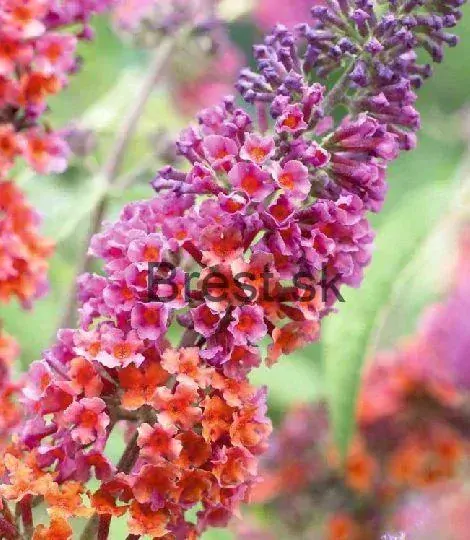 Buddleja 'Flower Power' 1,5 lit.